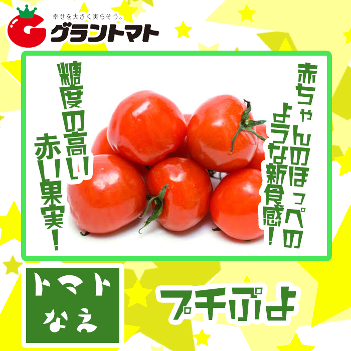 グラントマトオンラインショップ プチぷよ赤 ミニトマト苗 0 5cmポット 希少品種 生産農場直送